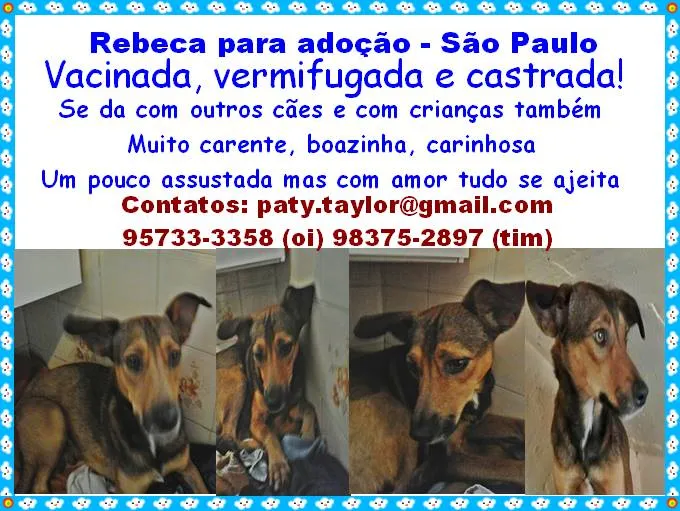 Cachorro ra a SRD idade 2 anos nome Lelo e Rebeca