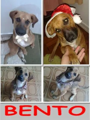 Cachorro raça SRD idade 1 ano nome BENTO
