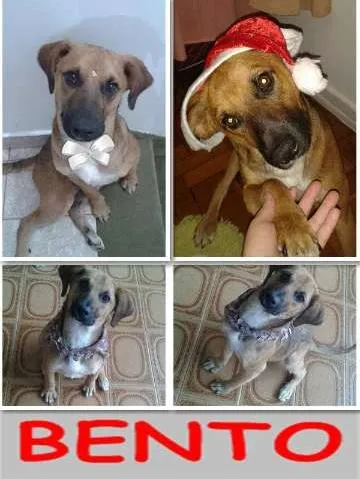 Cachorro ra a SRD idade 1 ano nome BENTO