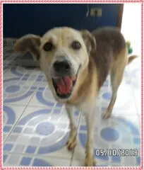 Cachorro ra a Vira-lata idade 4 anos nome Katita