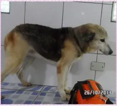 Cachorro ra a Vira-lata idade 4 anos nome Katita