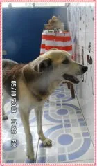 Cachorro ra a Vira-lata idade 4 anos nome Katita