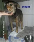 Scooby