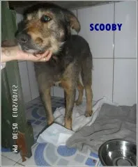 Cachorro raça vira-lata idade 3 anos nome Scooby