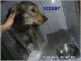 Scooby