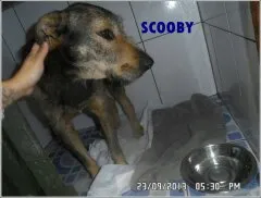 Cachorro ra a vira-lata idade 3 anos nome Scooby