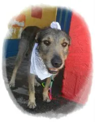 Cachorro ra a vira-lata idade 3 anos nome Scooby