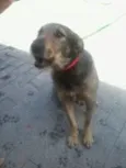 Scooby