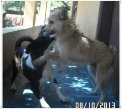 Cachorro raça Vira-lata idade 4 anos nome Rabujo