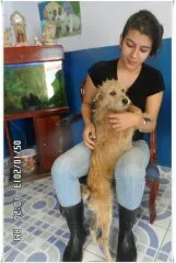 Cachorro ra a Vira-lata idade 4 anos nome Rabujo