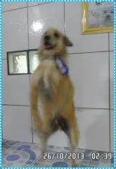 Cachorro ra a Vira-lata idade 4 anos nome Rabujo