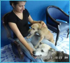 Cachorro ra a Vira-lata idade 4 anos nome Rabujo