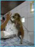 Rabujo