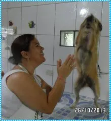 Cachorro ra a Vira-lata idade 4 anos nome Rabujo
