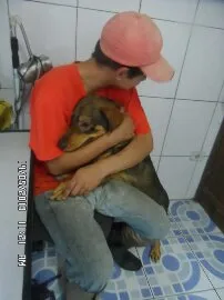 Cachorro raça Vira-Lata idade 3 anos nome Scooby