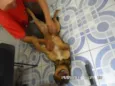 Scooby