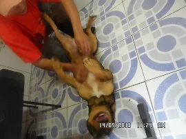 Cachorro ra a Vira-Lata idade 3 anos nome Scooby