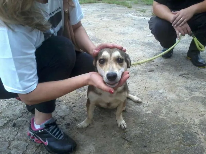 Cachorro ra a vira-lata idade 3 anos nome Susie