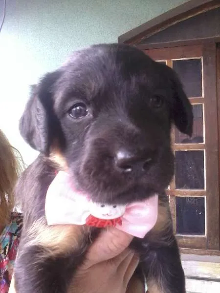 Cachorro ra a SRD idade 2 a 6 meses nome Nina