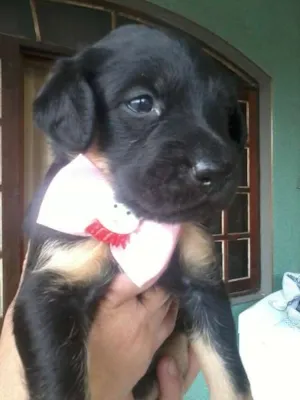 Cachorro raça SRD idade 2 a 6 meses nome Nina