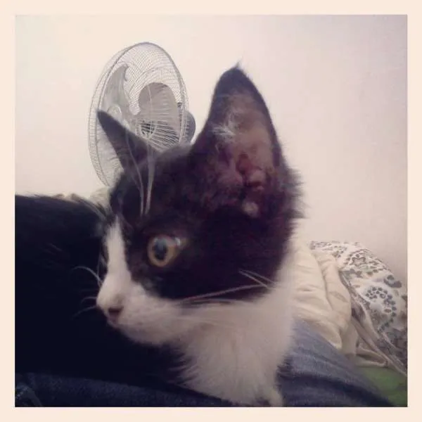 Gato ra a vira lata idade 2 a 6 meses nome semnome