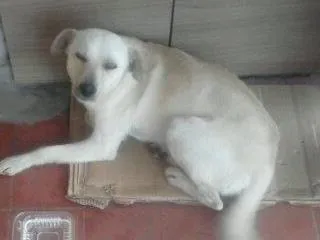 Cachorro ra a rnd idade 1 ano nome Totó