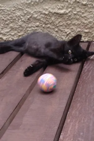 Gato raça Gato idade 2 a 6 meses nome Miau