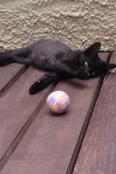 Gato ra a Gato idade 2 a 6 meses nome Miau