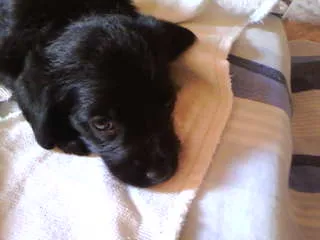 Cachorro ra a não definida idade Abaixo de 2 meses nome não tem 
