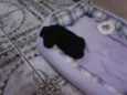 não tem 