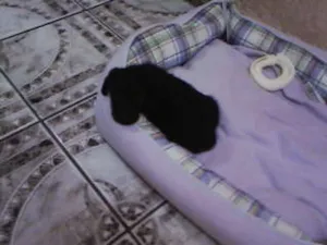 Cachorro raça não definida idade Abaixo de 2 meses nome não tem 