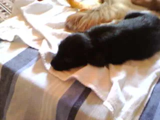 Cachorro ra a não definida idade Abaixo de 2 meses nome não tem 