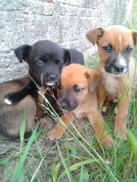 Cachorro raça SRD idade 2 a 6 meses nome Filhotes