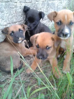 Cachorro raça SRD idade 2 a 6 meses nome Filhotes