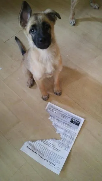 Cachorro ra a Mistura de Pastor Alemão idade 2 a 6 meses nome Paçoca