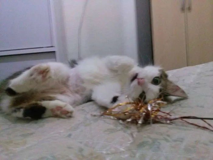 Gato ra a SRD idade 2 anos nome Tequila