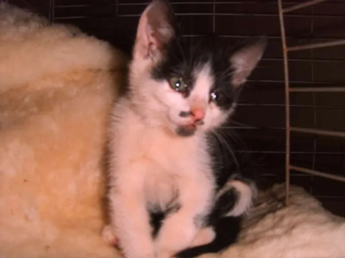 Gato ra a Vira-lara idade Abaixo de 2 meses nome Não sei, foi encont
