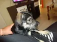 kira