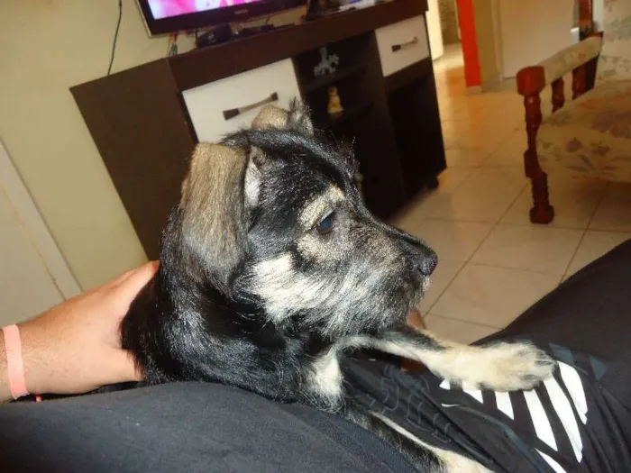Cachorro ra a Poodle idade 2 a 6 meses nome kira