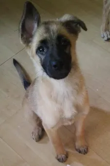 Cachorro raça Mistura de Pastor Alemão idade 2 a 6 meses nome Paçoca