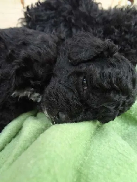 Cachorro ra a Poodle idade Abaixo de 2 meses nome Sem Nome --- 