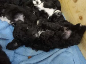 Cachorro raça Poodle idade Abaixo de 2 meses nome Sem Nome --- 