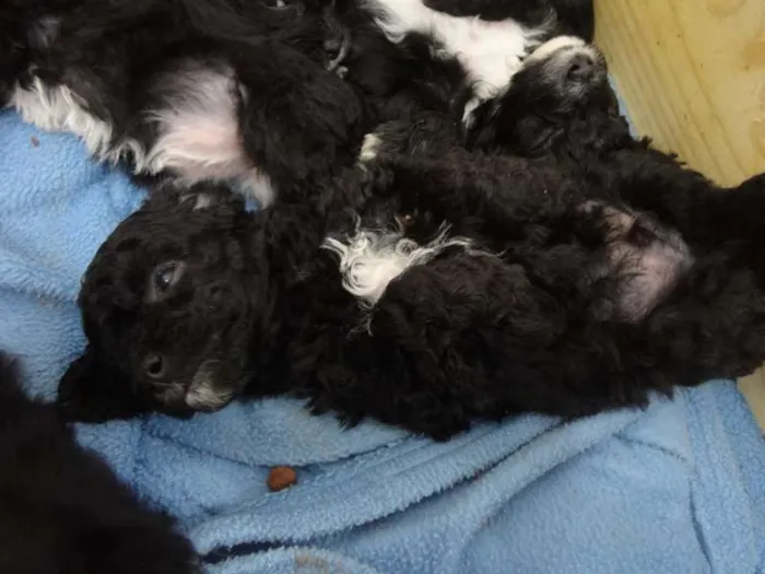 Cachorro ra a Poodle idade Abaixo de 2 meses nome Sem Nome --- 