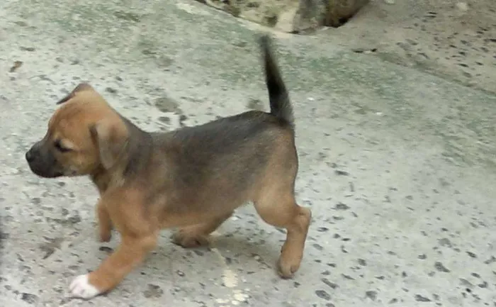 Cachorro ra a SRD idade 2 a 6 meses nome July