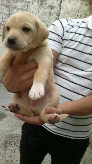 Cachorro raça SRD idade 2 a 6 meses nome July