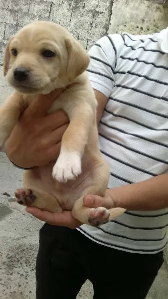 Cachorro ra a SRD idade 2 a 6 meses nome July