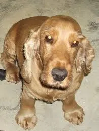 Cachorro ra a Cocker idade 2 anos nome Freddy
