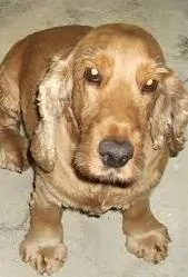 Cachorro ra a Cocker idade 2 anos nome Freddy