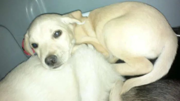 Cachorro ra a SRD idade 2 a 6 meses nome Bolão