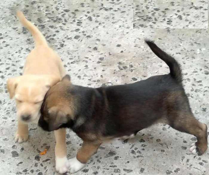 Cachorro ra a SRD idade 2 a 6 meses nome Bolão